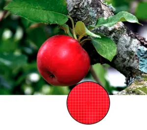 apple on tree with zoomed in color selection on grid